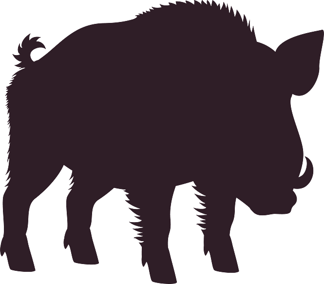 Hog with tusks icon isolated wild boar silhouette